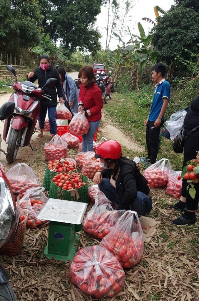 Đoàn viên Công đoàn thành phố Cao Bằng hỗ trợ mua cà chua cho nhân dân trên địa bàn