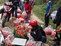 Đoàn viên Công đoàn thành phố Cao Bằng hỗ trợ mua cà chua cho nhân dân trên địa bàn